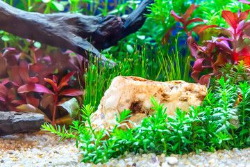 Underwater landscape nature forest style aquarium tank with a variety of aquatic plants, stones and herb decorations.