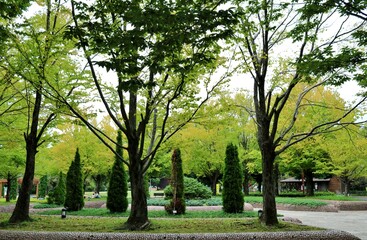 秋の気配　爽やかな風が心地よい公園　ネーブルパーク　古河