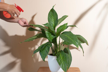 Mujer regando con spray las hojas de una planta en casa, cuidado de las plantas, jardinería