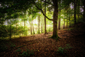 Obraz premium magical forest 