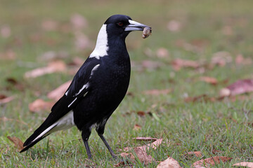 Fototapeta premium Australian Magpie feeding on curl grub