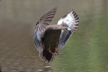 Pacific Black duck in flight