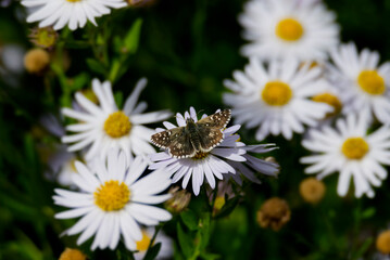 Grizzled Skipper (Pyrgus malvae) butterfly sitting on a daisy in Zurich, Switzerland