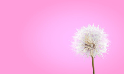 White dandelions pink gradient background
