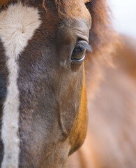 Young purebred horse eye