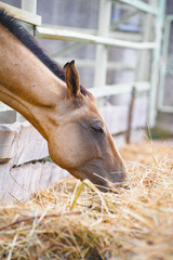 Horse eating hay - 530797014