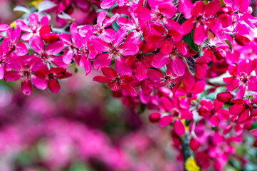 tree blooms with pink petals in a garden, fruit tree blossom in springtime, soft focus, closeup