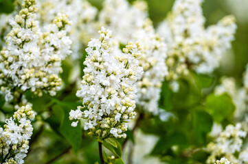 branch with white lilac spring flowers, bright blooms of spring lilacs bush, soft focus, closeup