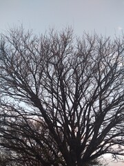 silhouette of a tree against the sky