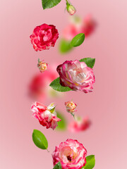 falling rose flowers on a pink background, flower levitation
