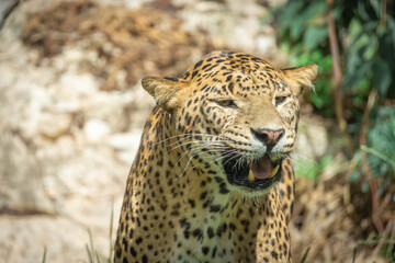 portrait d'une panthère en gros plan