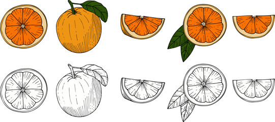 Hand drawn set of oranges. Vector illustration, doodle style.