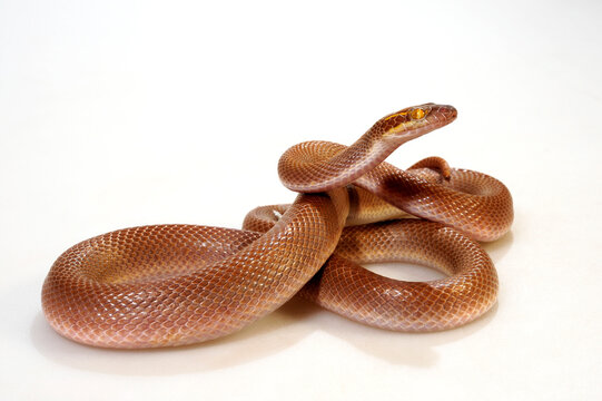 African House Snake // Afrikanische Hausschlange (Boaedon mentalis) 