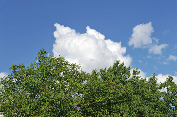 Obraz premium Beautiful cumulus cloud on the background of trees and blue sky