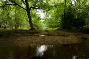 Broadleaved woodland and a stream in the New Forest UK