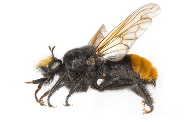 Asilidae Robber fly, also called assassin flies, Laphria mitsukurii Coquillett 1899, close-up side view image on white background