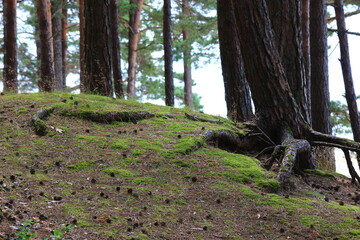 spring in the forest