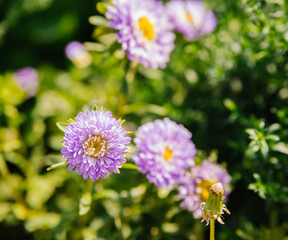 Purple flowers close-up. Chrysanthemums in the garden. Beautiful autumn flowers.