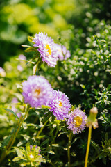 Purple flowers close-up. Chrysanthemums in the garden. Beautiful autumn flowers.