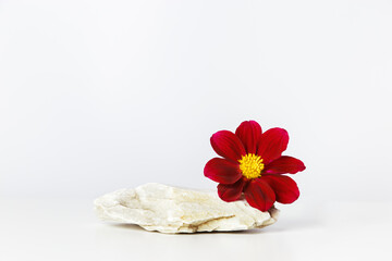 Fototapeta na wymiar Natural light stone podium with red flower. White background with stone pedestal for cosmetic, beauty product branding, identity and packaging, perfume with floral fragrance. front view.