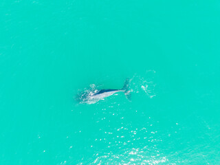 Naklejka premium Southern Right Whale Cape Town