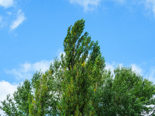 The top of the poplar bends in the wind weather