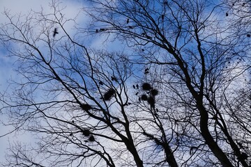 Blick nach oben zu den Baumkronen mit Nestern von Krähen einige Vögel fliegen herum blauer Himmel mit weissen Wolken Bäume Nester und Krähen im Gegenlicht Silhouetten
