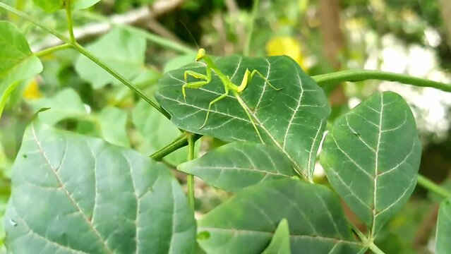A macro view of green mantis or green stick insect