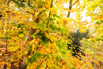 farbiges Herbstlaub (Ahorn) an einem Baum