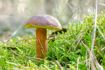 ein Maronen-Röhrling steht zwischen Moos