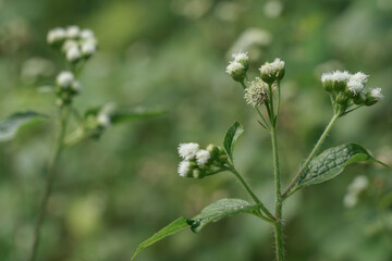 roadside grass  They all bloomed in the morning sun.