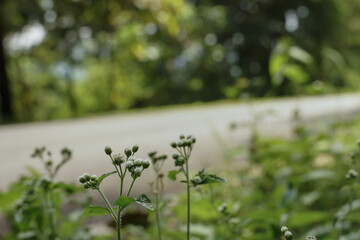 roadside grass  They all bloomed in the morning sun.