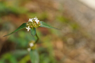 roadside grass  They all bloomed in the morning sun.