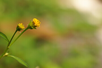 roadside grass  They all bloomed in the morning sun.