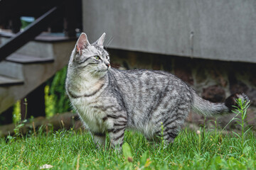 Cat in summer garden outdoors cute british