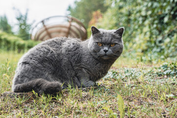 Naklejka na ściany i meble Cat in summer garden outdoors cute british
