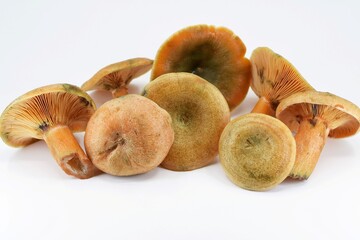 False saffron milkcap (Lactarius deterrimus) on a white background