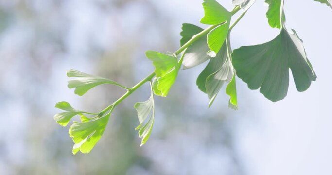 Green ginkgo biloba leaves of the medicinal tree swaying in the wind lit by the sunlight against a natural background. High quality 4k footage