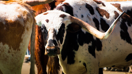 Texas longhorns