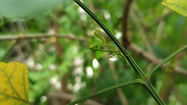 A macro view of green mantis or green stick insect