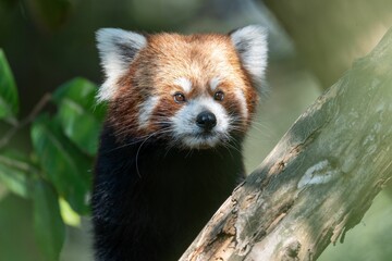 Beautiful shot of a red panda
