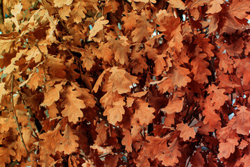Dry oak leaves for background