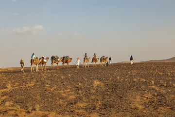 Camel caravan goes through the Sahara desert. Tourists ride camels.