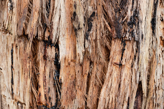A macro close up photo of the texture of the bark on an australian stringy-bark eucalyptus gum tree