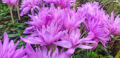 Herbstzeitlose Blumen in voller Blüte