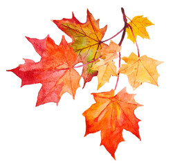 Watercolor illustration of yellow and red autumn leaves. Png files  - 530804877
