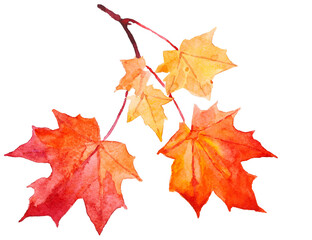 Watercolor illustration of yellow and red autumn leaves. Png files 