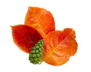Autumn leaves orange red and pine cone green on white background. High quality photo