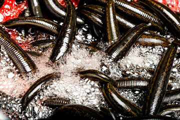 Many leeches in laboratory. Medical leeches for hirudo therapy
