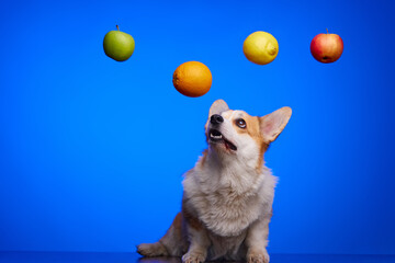 A corgi dog looks at low-hanging fruit on a blue background. A red apple, a green apple, a lemon...